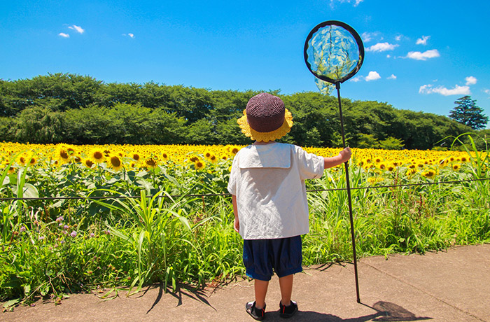 暑すぎてセミが鳴かない